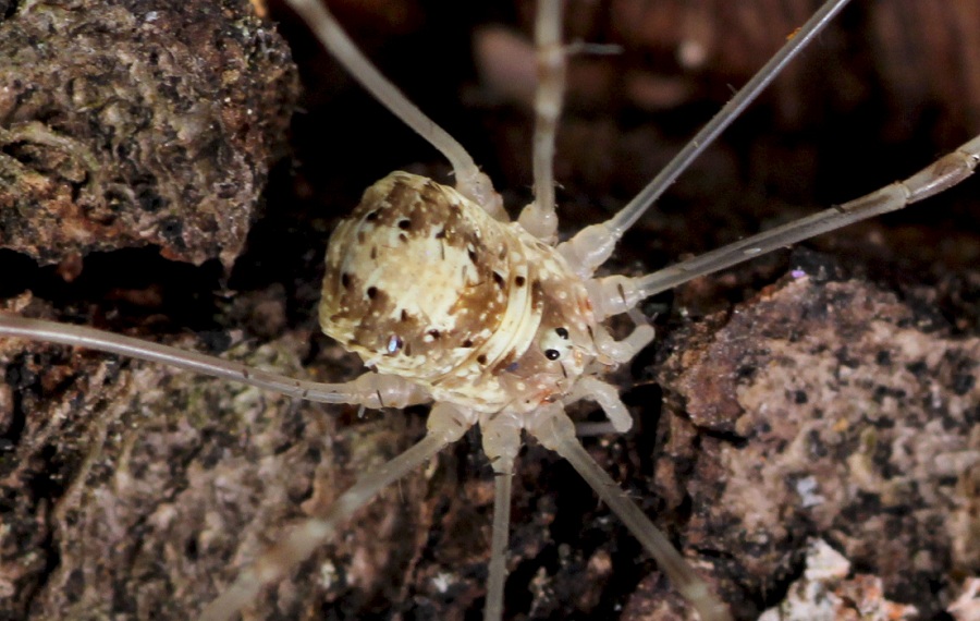 Leiobunum sp. (Sclerosomatidae)