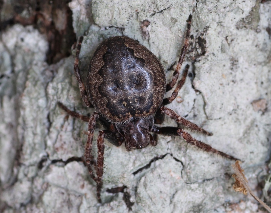 Nuctenea umbratica ?  S  ! - Foresta Umbra (FG)