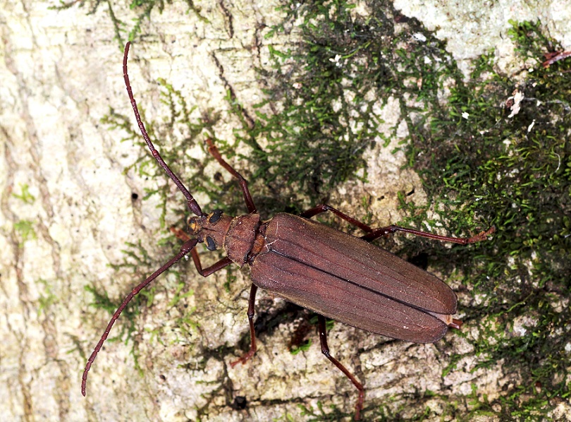 Aegosoma scabricorne