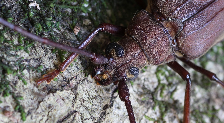 Aegosoma scabricorne