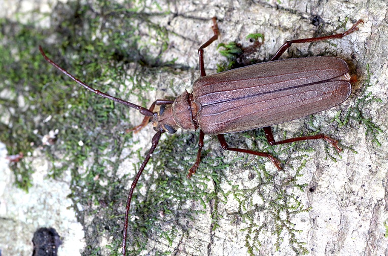 Aegosoma scabricorne