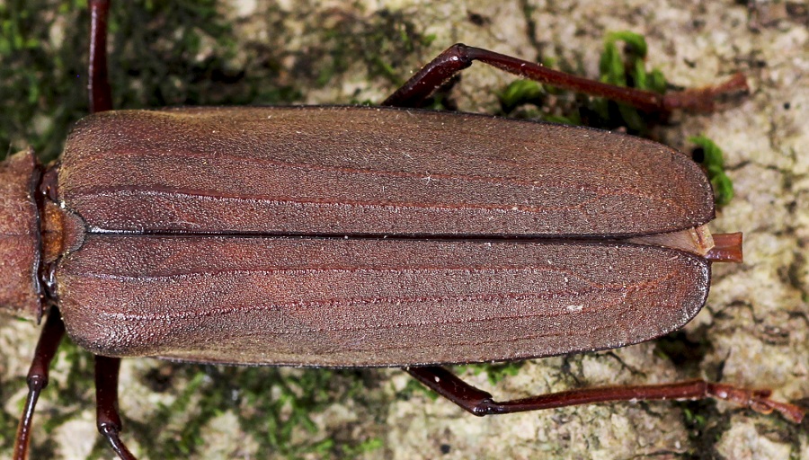 Aegosoma scabricorne