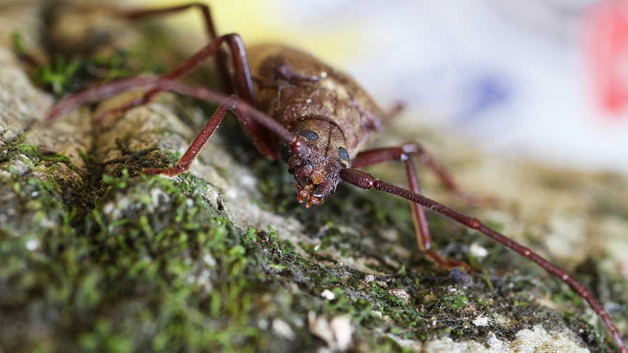 Aegosoma scabricorne