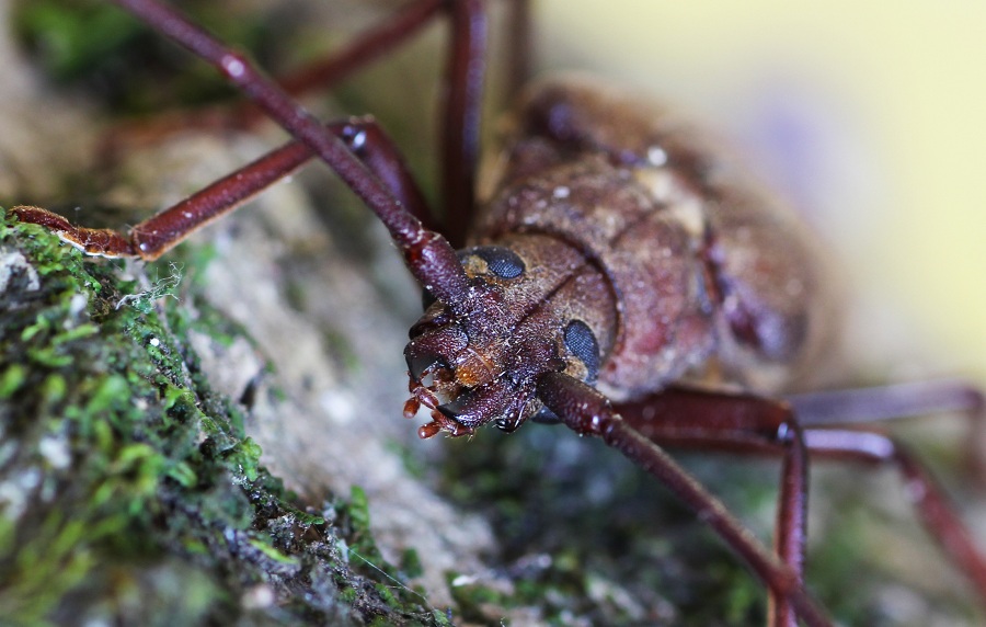 Aegosoma scabricorne