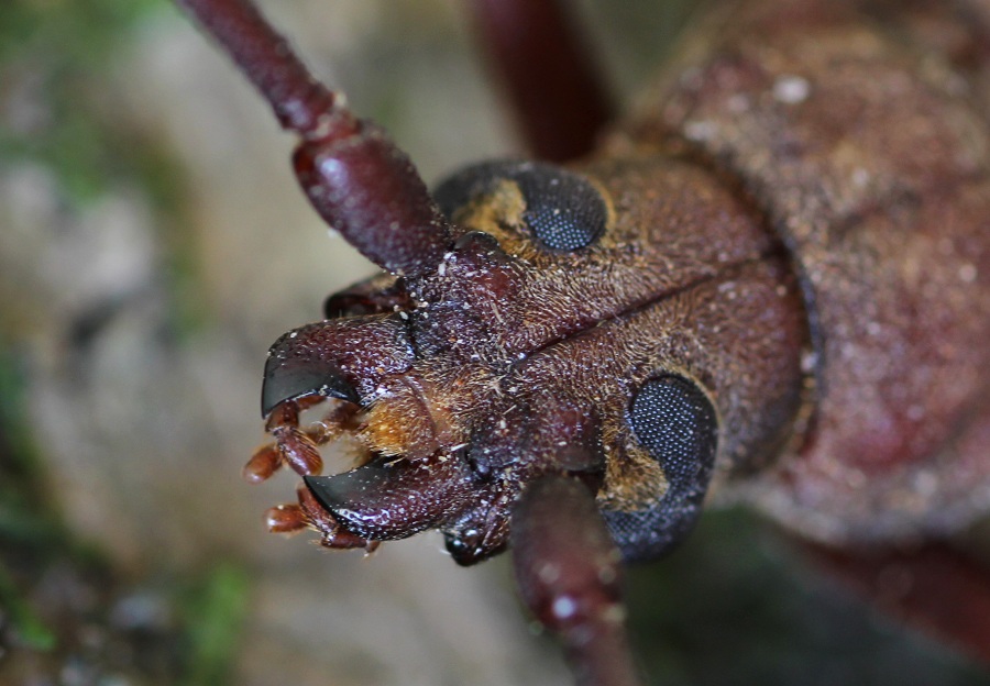 Aegosoma scabricorne