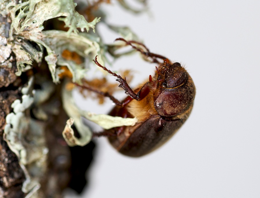 Aplidia sp.  (Melolonthidae)
