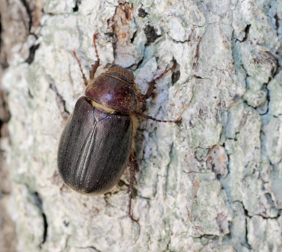 Aplidia sp.  (Melolonthidae)