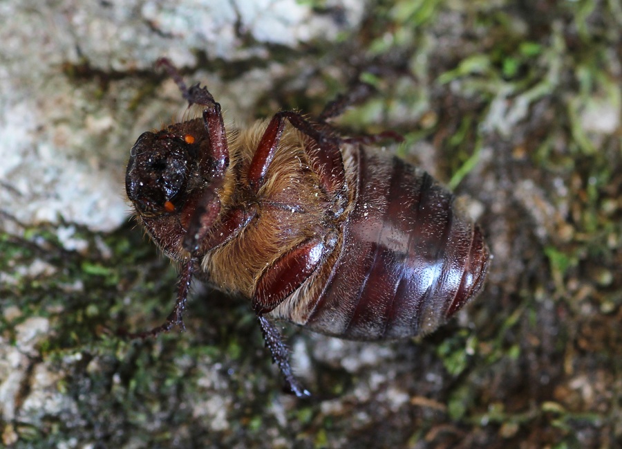 Aplidia sp.  (Melolonthidae)