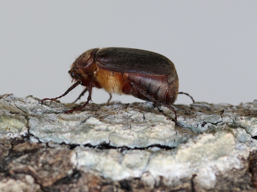 Aplidia sp.  (Melolonthidae)