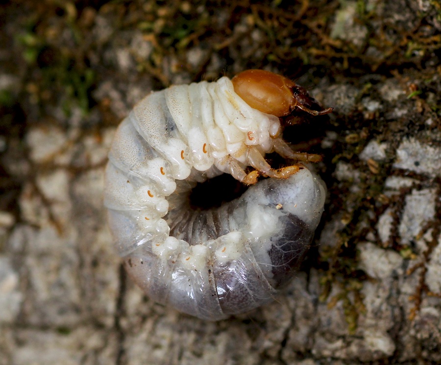 larva di Lucanidae