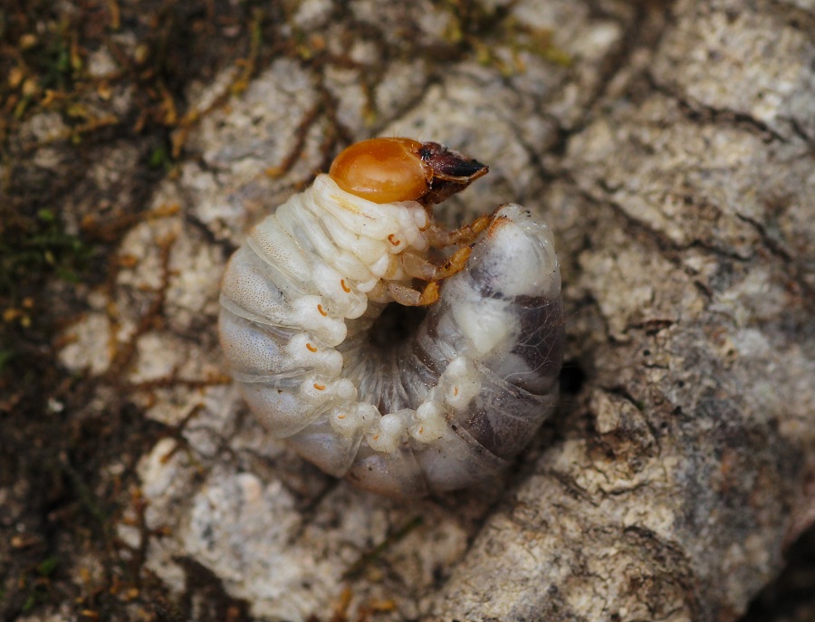 larva di Lucanidae