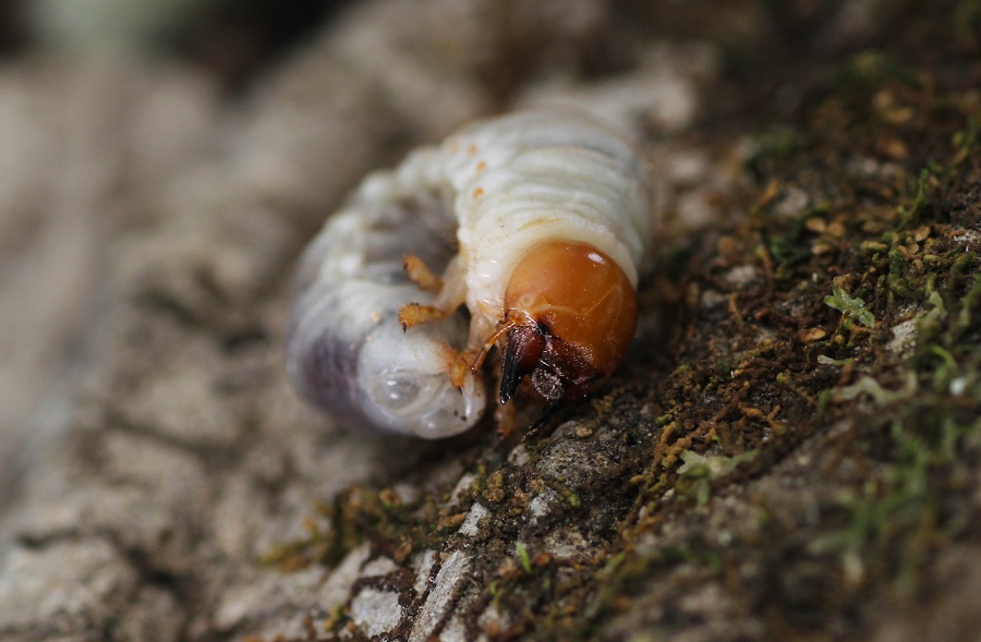 larva di Lucanidae
