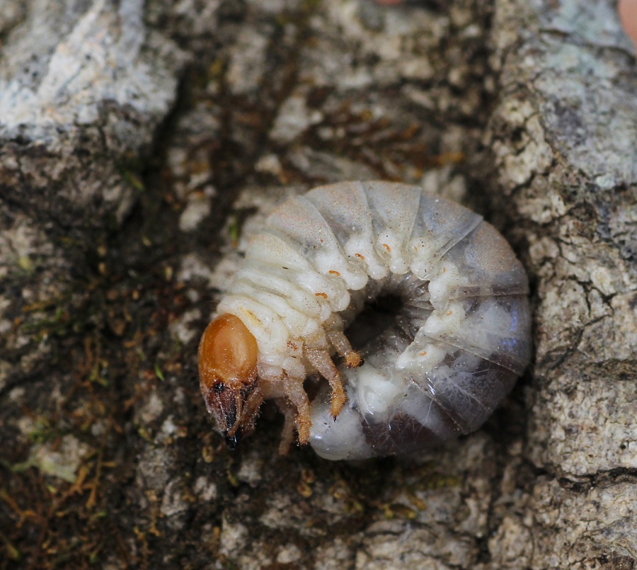 larva di Lucanidae