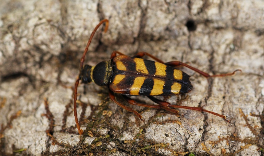 Cerambycidae: Leptura aurulenta, femmina