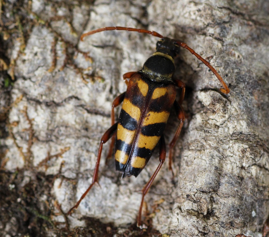 Cerambycidae: Leptura aurulenta, femmina