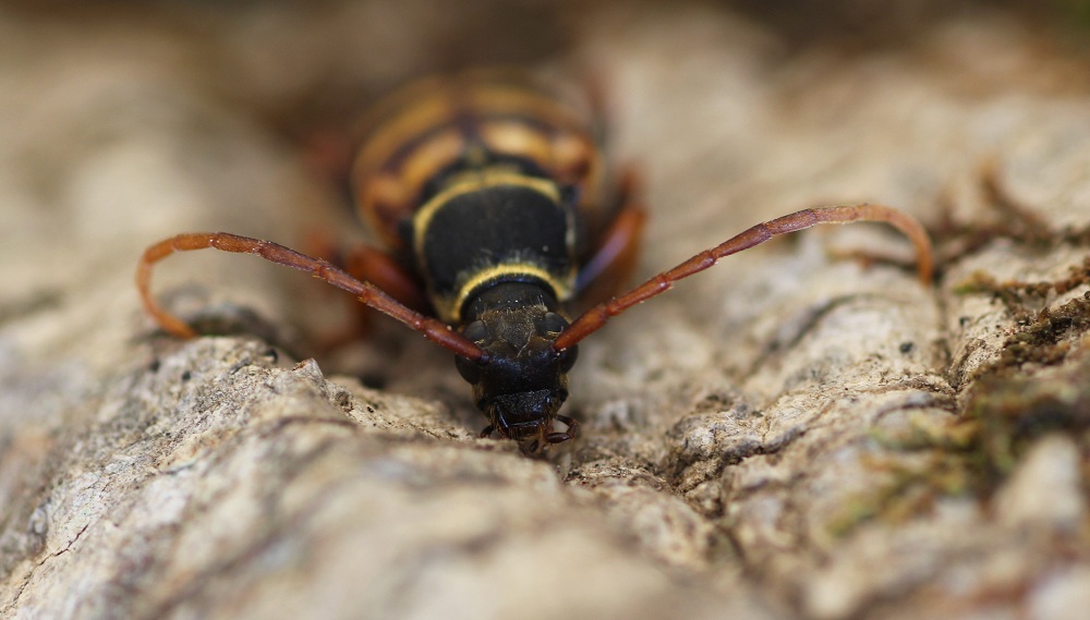 Cerambycidae: Leptura aurulenta, femmina