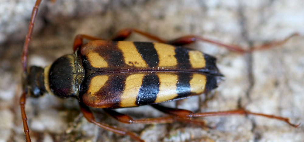 Cerambycidae: Leptura aurulenta, femmina