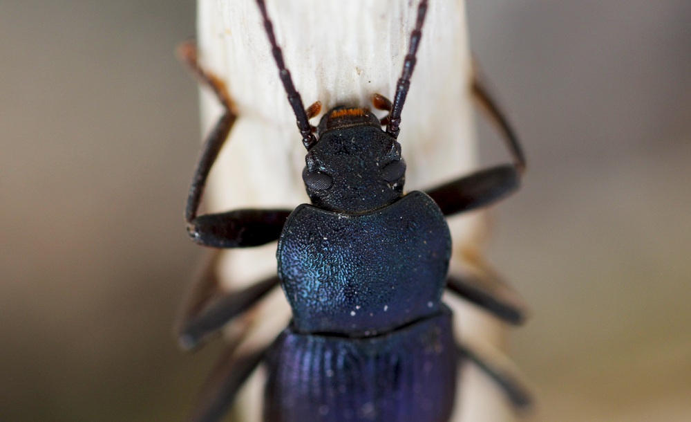 Tenebrionidae: Helops rossii