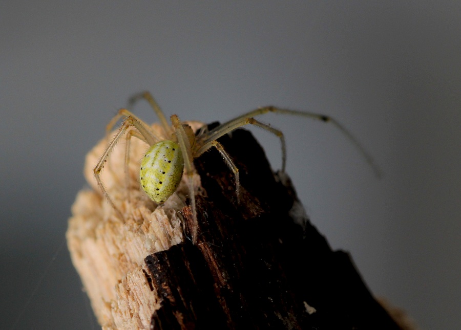 Enoplognatha ovata - Bosco Quarto Gargano (FG)