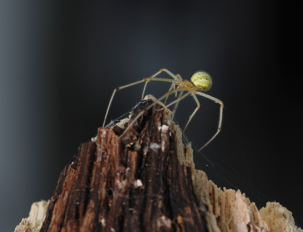 Enoplognatha ovata - Bosco Quarto Gargano (FG)