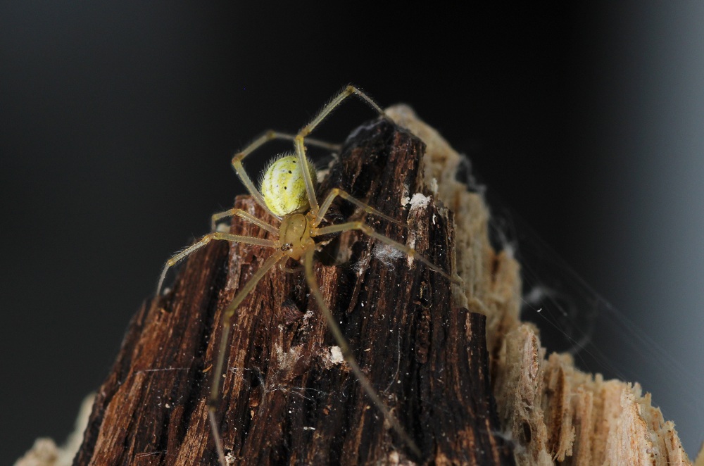 Enoplognatha ovata - Bosco Quarto Gargano (FG)