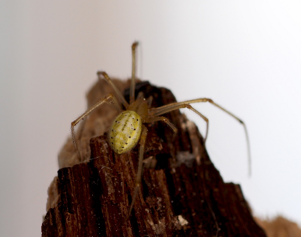 Enoplognatha ovata - Bosco Quarto Gargano (FG)