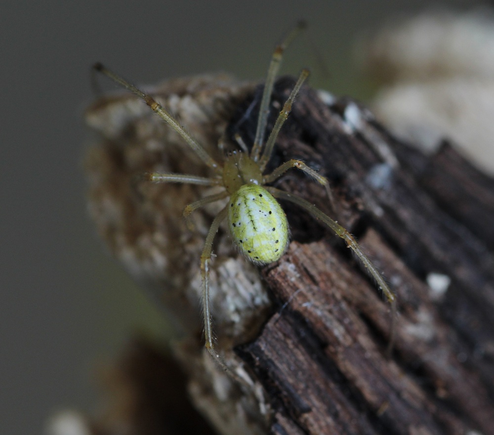 Enoplognatha ovata - Bosco Quarto Gargano (FG)