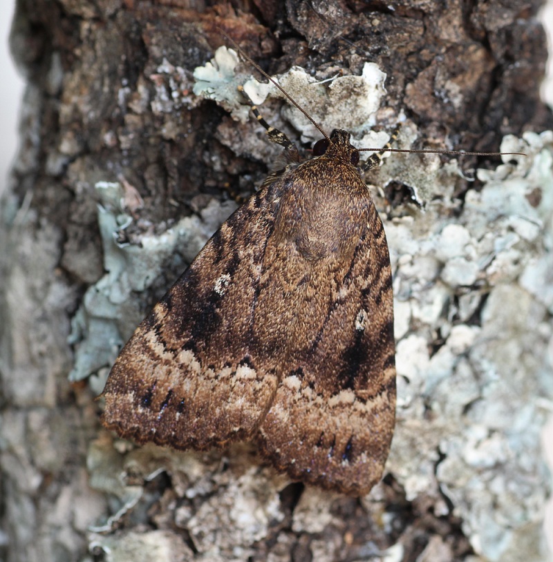 da id - Amphipyra cfr. pyramidea, Noctuidae