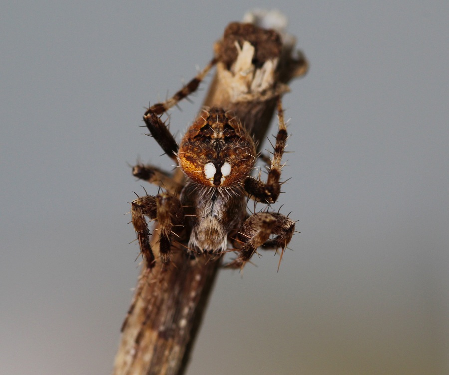 Neoscona subfusca (cfr.) - Manfredonia Gargano (FG)