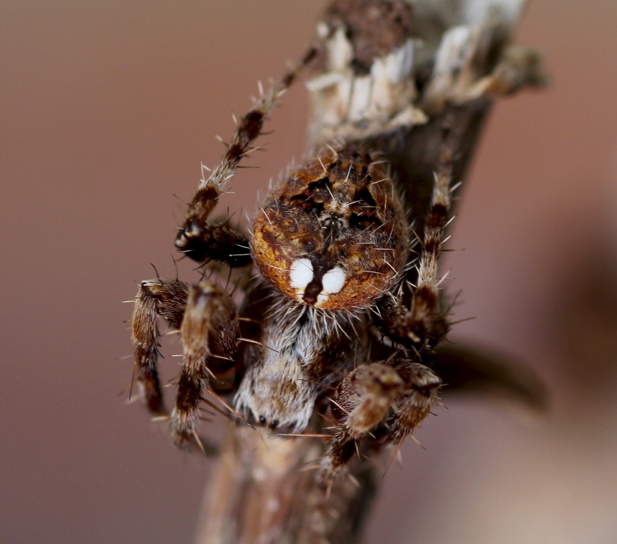 Neoscona subfusca (cfr.) - Manfredonia Gargano (FG)