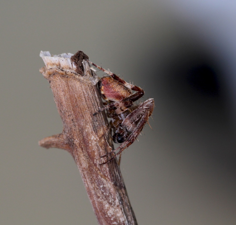 Neoscona subfusca (cfr.) - Manfredonia Gargano (FG)