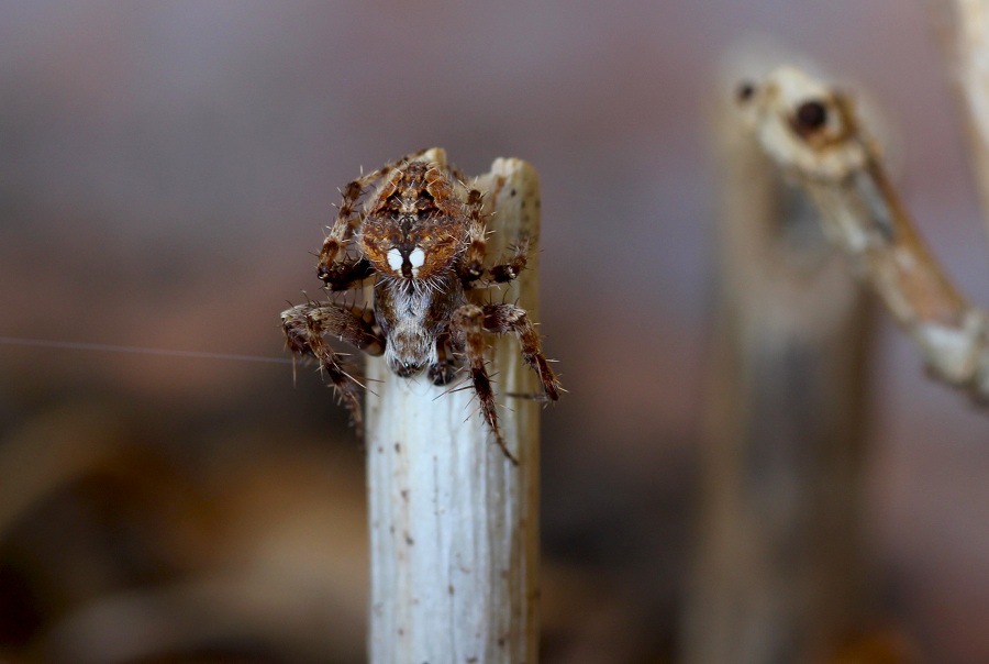 Neoscona subfusca (cfr.) - Manfredonia Gargano (FG)