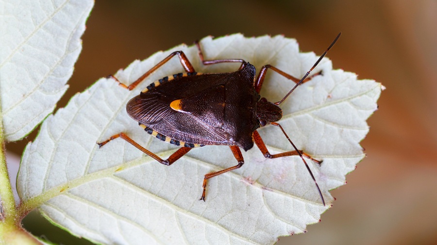 Pentatomidae: Pentatoma rufipes