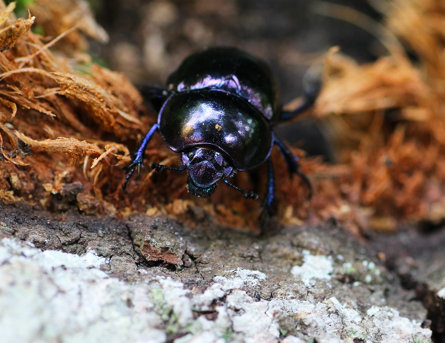 Trypocopris pyrenaeus cyanicolor, Geotrupidae
