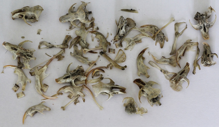 Borra di gufo comune.