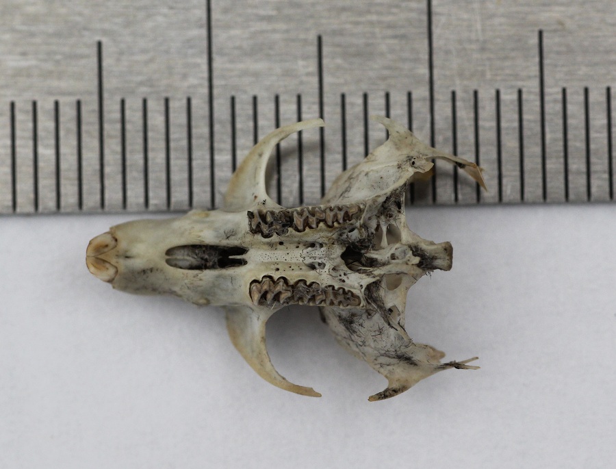 Borra di gufo comune.