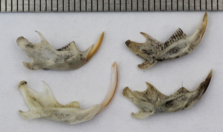 Borra di gufo comune.