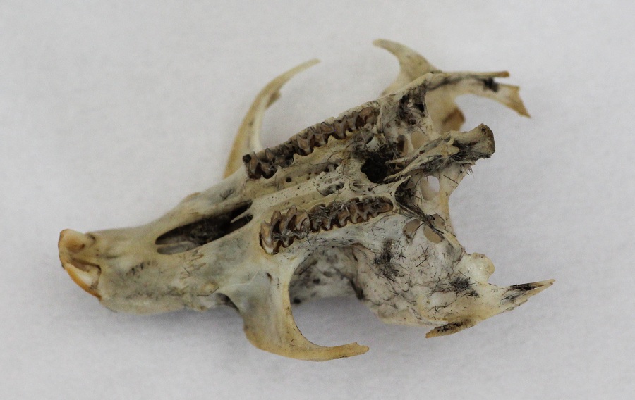 Borra di gufo comune.