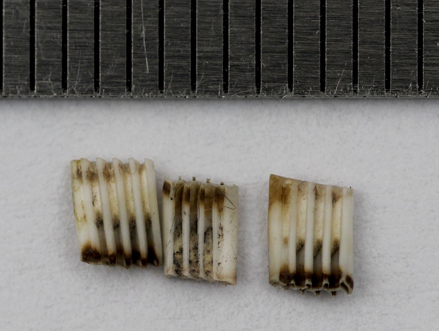 Borra di gufo comune.