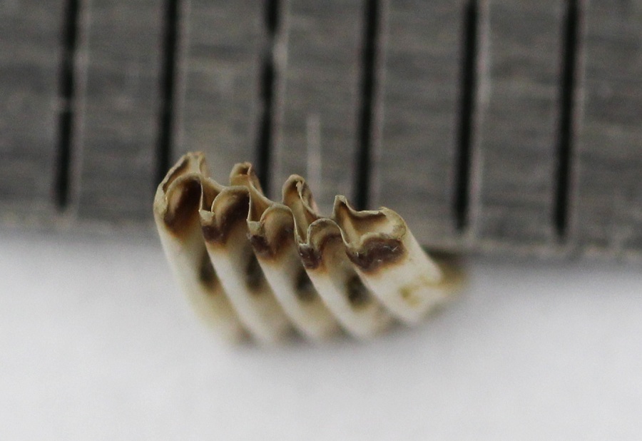 Borra di gufo comune.