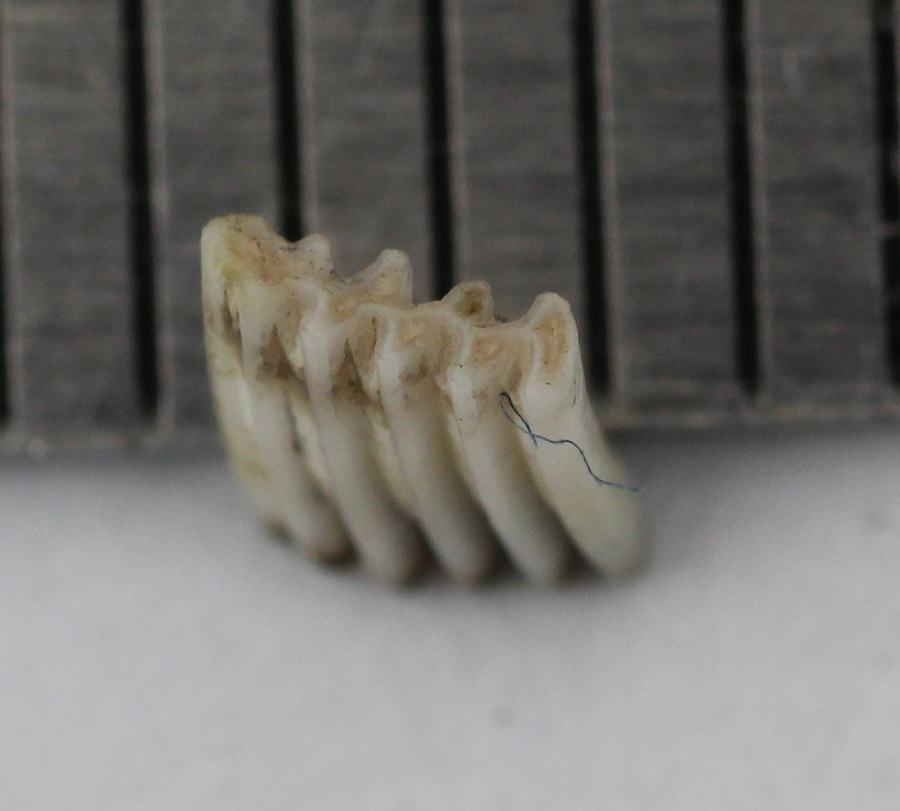 Borra di gufo comune.