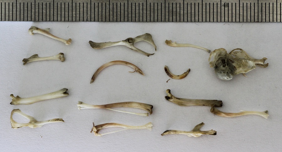 Borra di gufo comune.