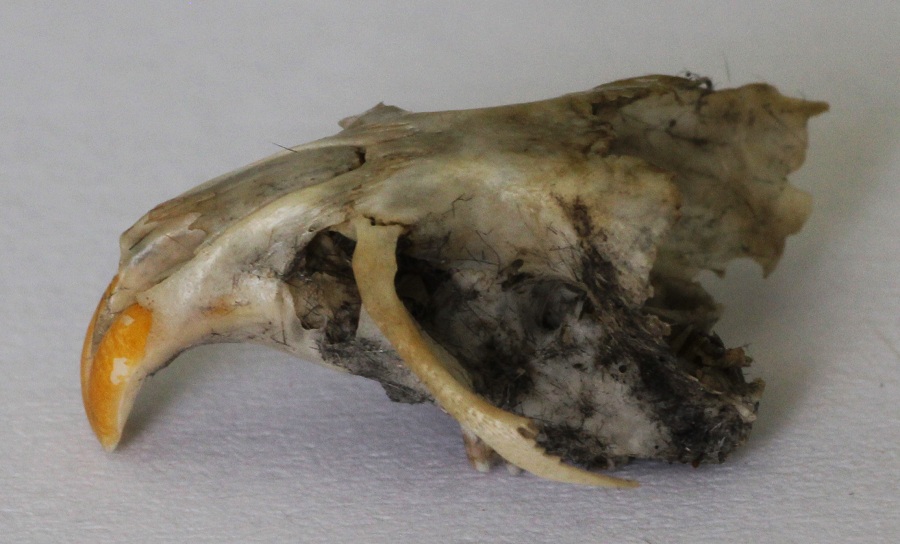 Borra di gufo comune.