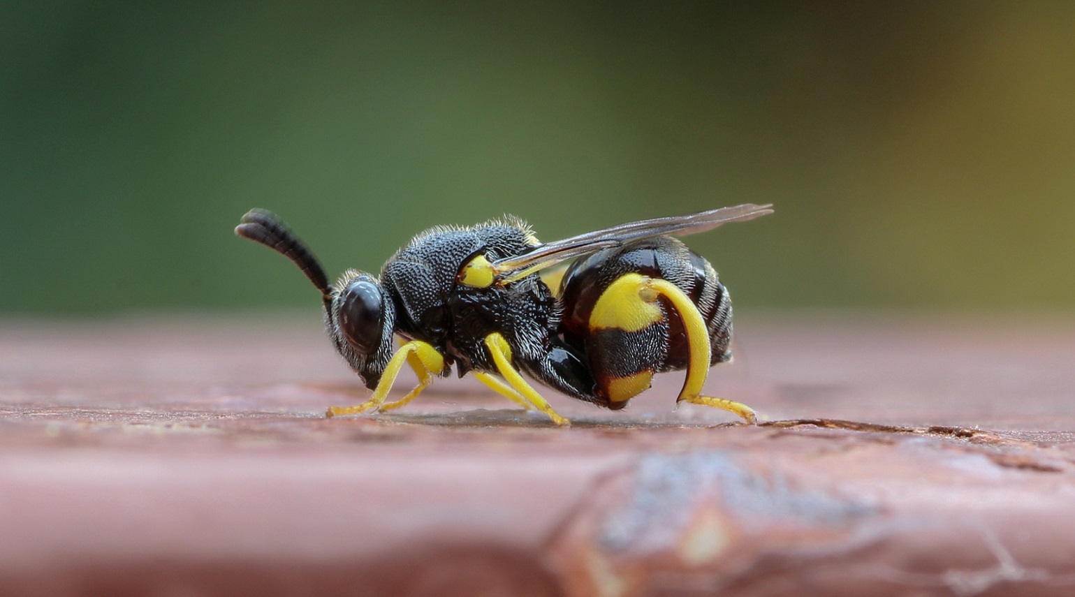 Chalcididae:  Brachymeria femorata (cfr.)