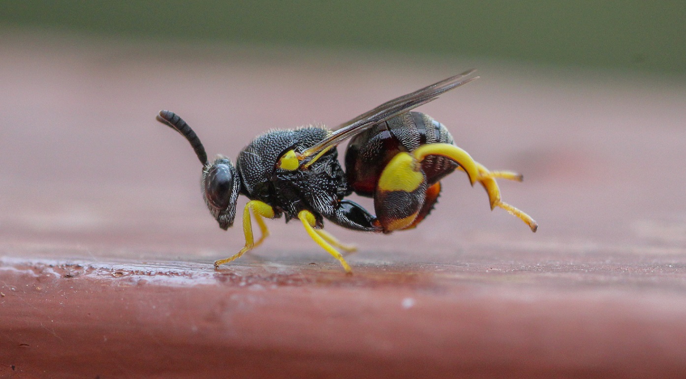 Chalcididae:  Brachymeria femorata (cfr.)