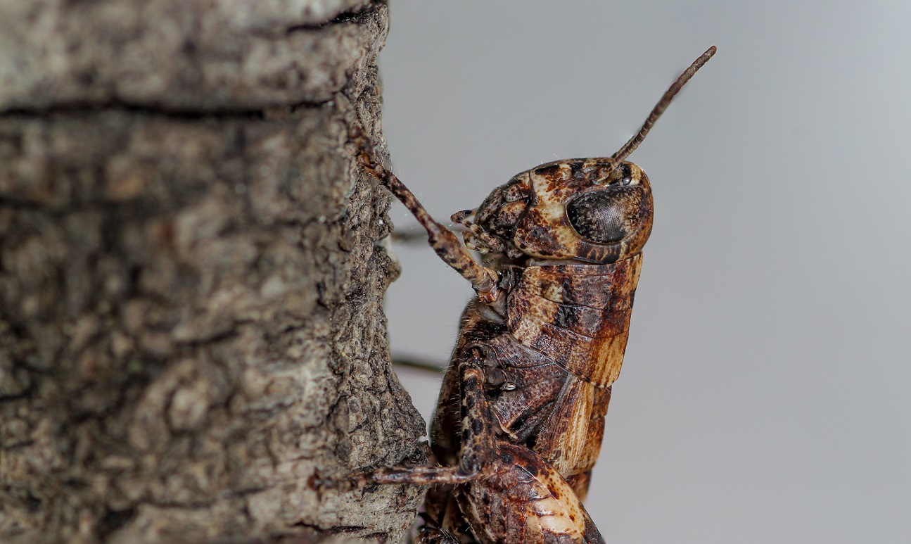Pezotettix giornae.