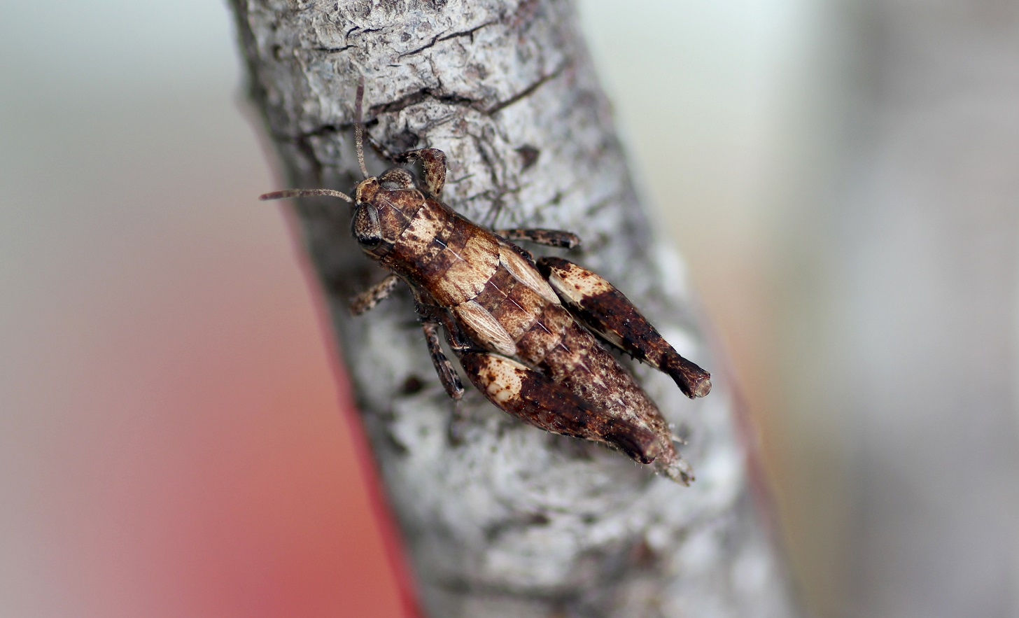 Pezotettix giornae.