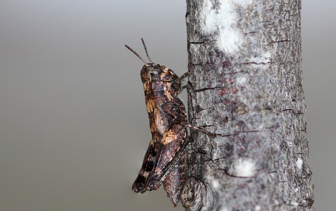 Pezotettix giornae.