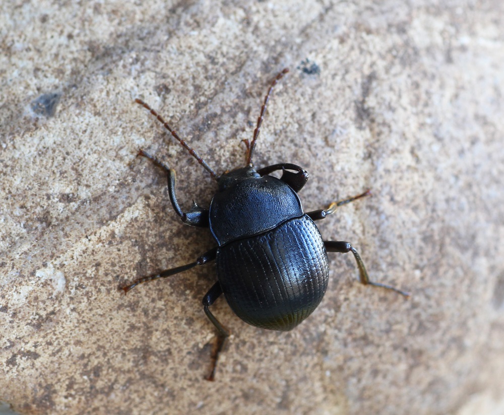 Tenebrionidae:  Accanthopus velikensis