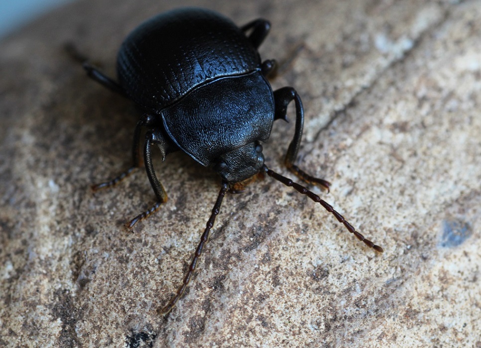 Tenebrionidae:  Accanthopus velikensis